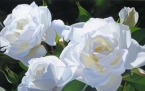 White Rose Garden